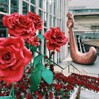 Валентинский цветок